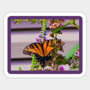 Stunning butterfly Sticker